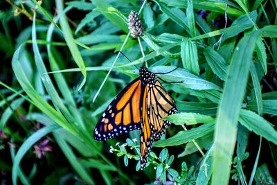 Butterfly pollinating flower