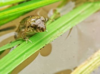 Close-up of insect on plant