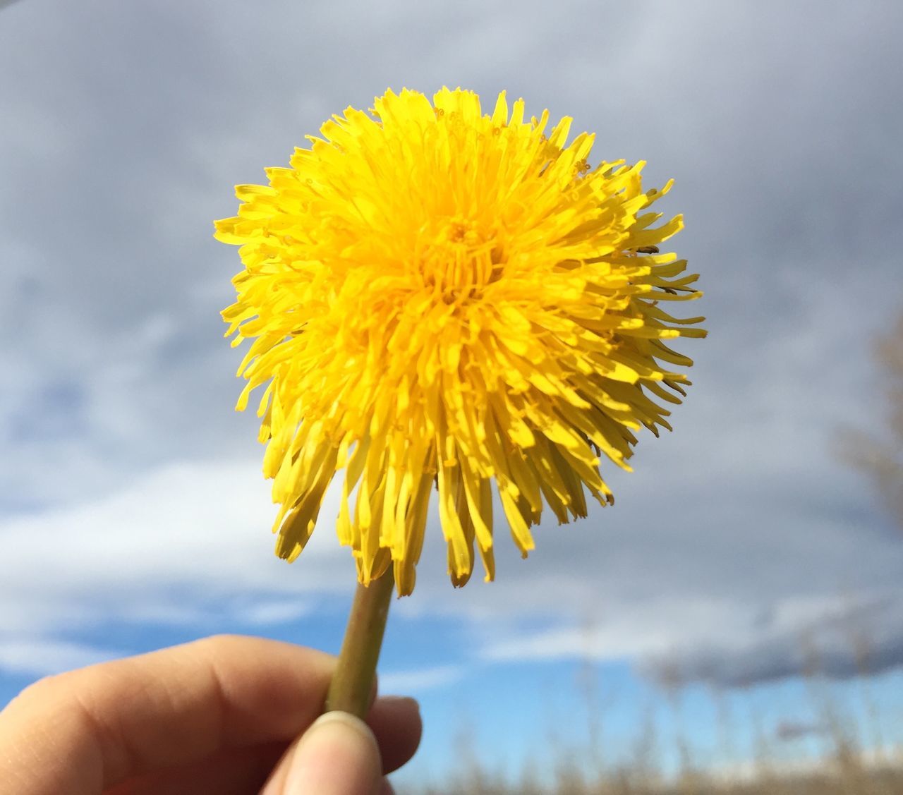 flower, person, holding, yellow, freshness, fragility, flower head, part of, single flower, dandelion, cropped, focus on foreground, petal, close-up, beauty in nature, nature, sky