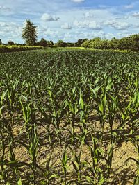 Plants growing on field against sky