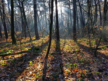 Close-up of trees in forest