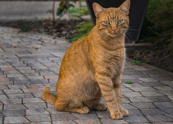 Orange tabby cat with green eyes standing on the ground