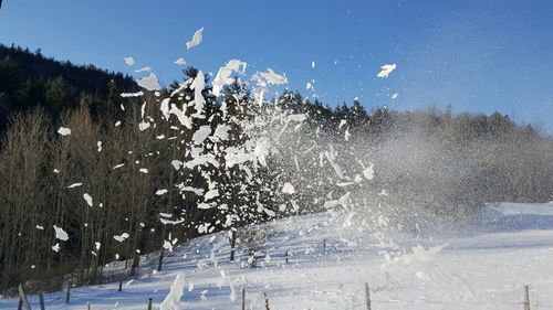 Trees against clear sky during winter