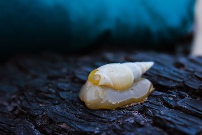 Close-up of snail