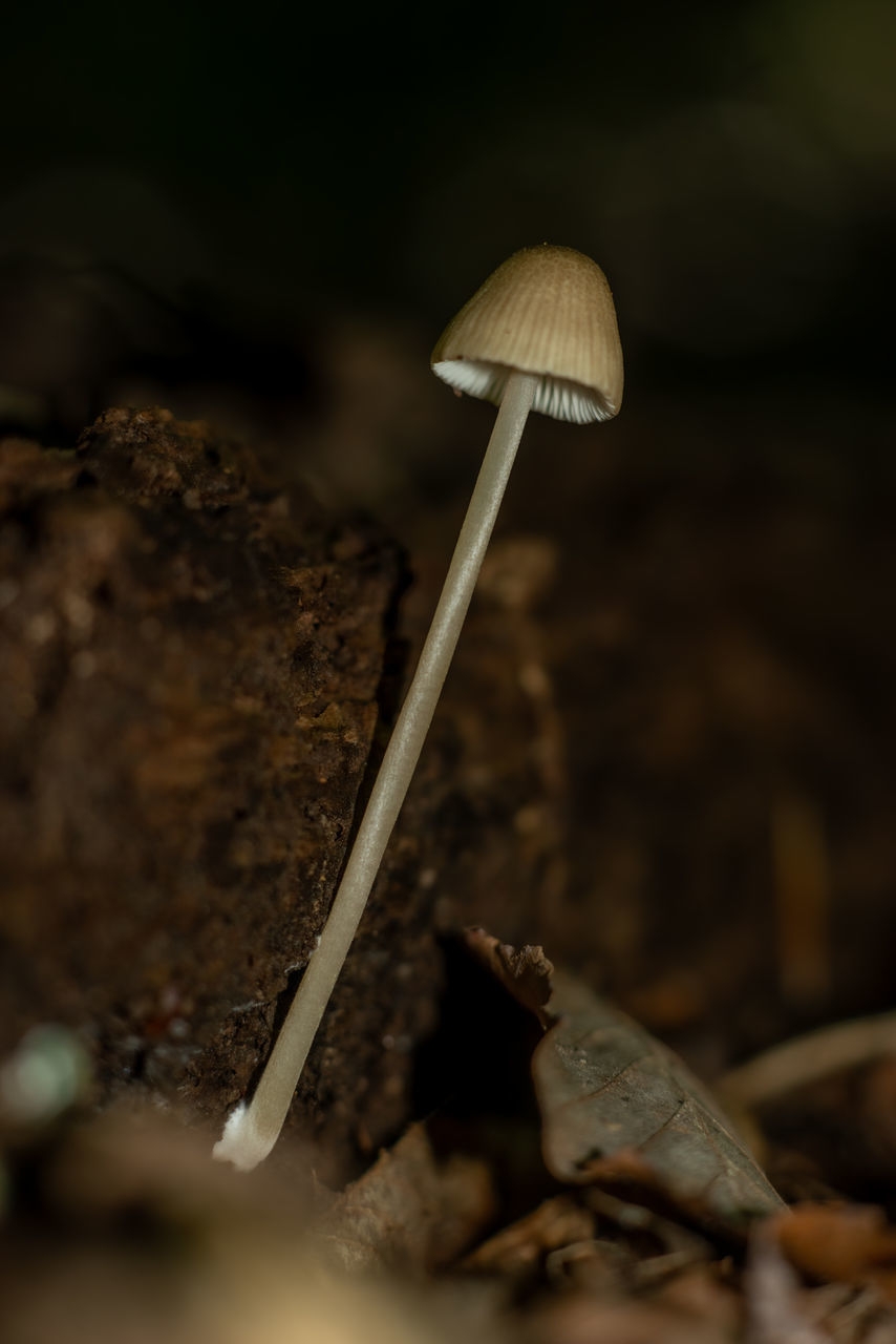 mushroom, macro photography, fungus, close-up, food, soil, nature, vegetable, leaf, plant, no people, selective focus, food and drink, land, edible mushroom, forest, growth, darkness, autumn, outdoors