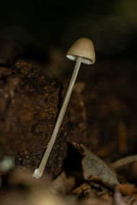 mushroom