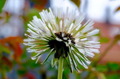 Close-up of fresh white flower