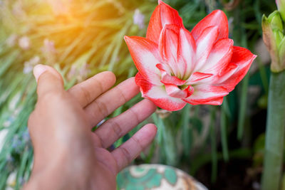 Close-up of hand holding red flower