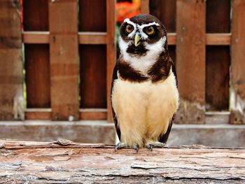 Portrait of owl in zoo