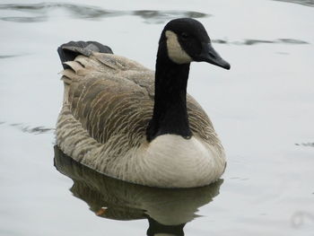 Close-up of a duck swimming in lake