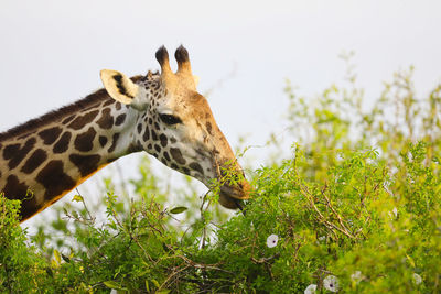 Massai-giraffe in tsavo east national park, kenya, africa