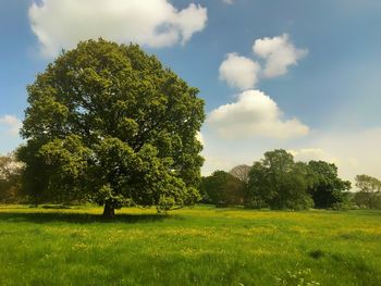 Trees on field against sky