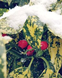 Close-up of christmas decoration