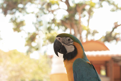 Close-up of a bird