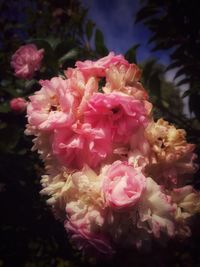 Close-up of pink flowers