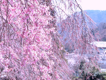 Pink cherry blossoms in spring