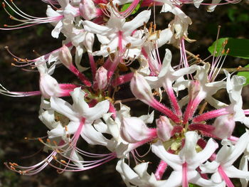 Close-up of flowers blooming outdoors