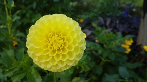 Close-up of yellow flowering plant
