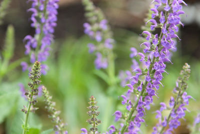 Close-up of purple flowering plants