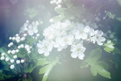 Close-up of white flowers