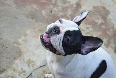 High angle view of dog looking away