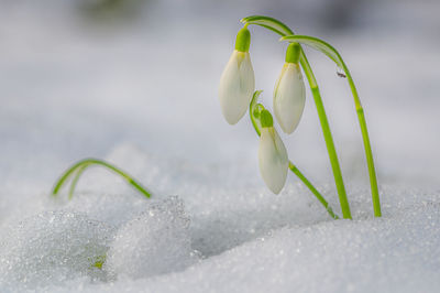 Close-up of white flowering plant