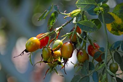 Close-up of fruits on tree