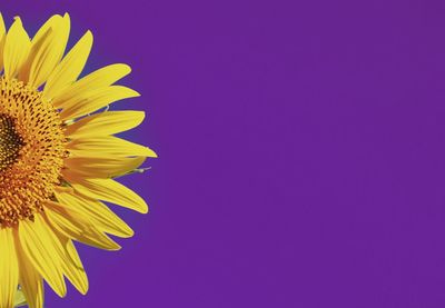 Close-up of sunflower against blue background