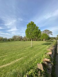 Trees on field against sky