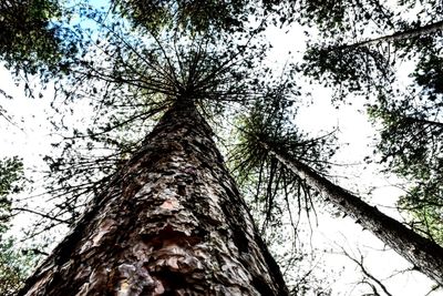 Low angle view of tree against sky