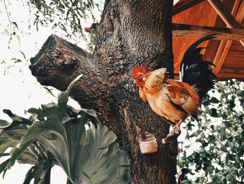 Chicken perching on tree trunk