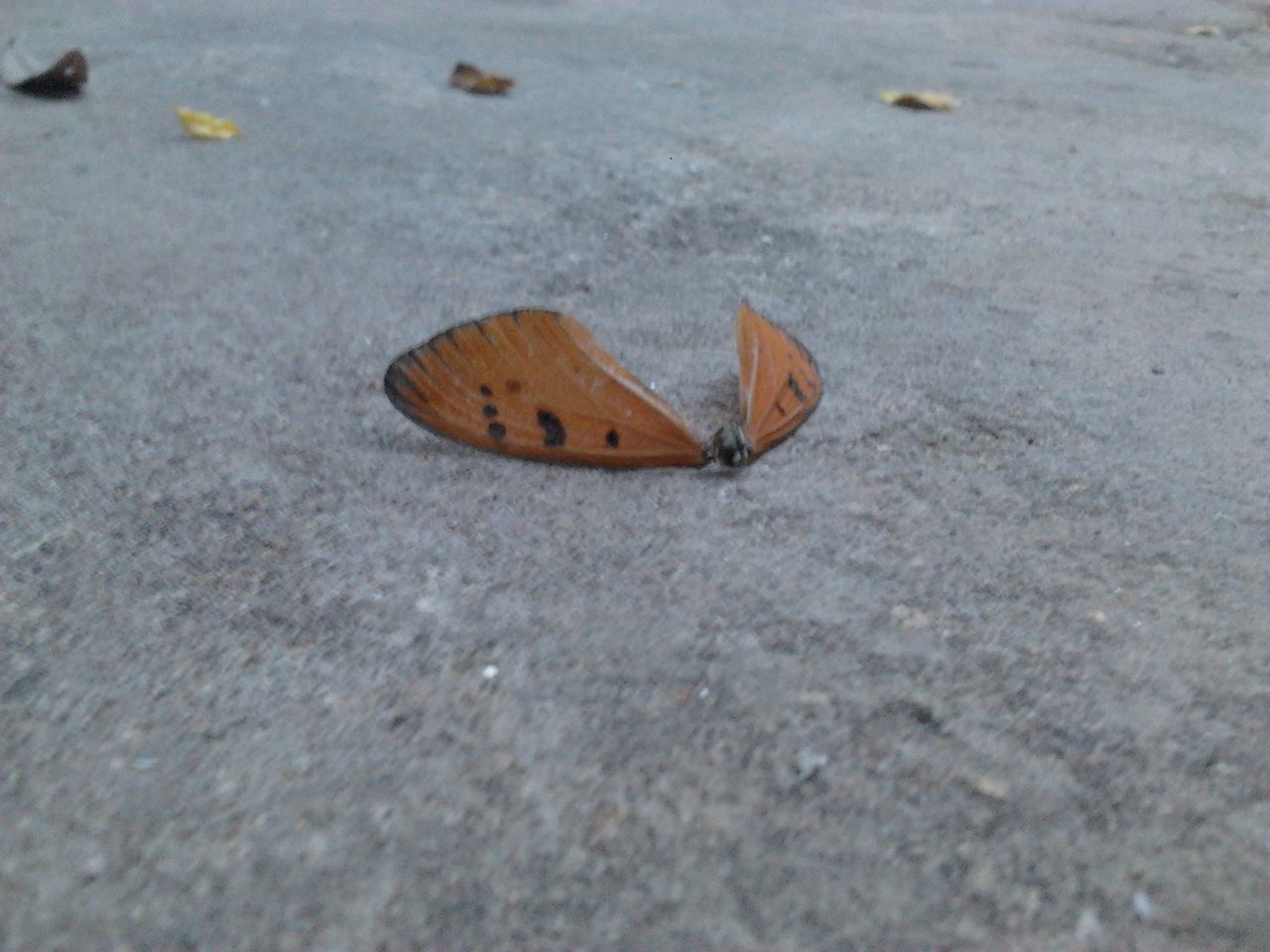 CLOSE-UP OF DEAD LEAF ON ROAD