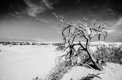 Bare trees on landscape