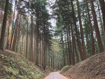 Road amidst trees in forest