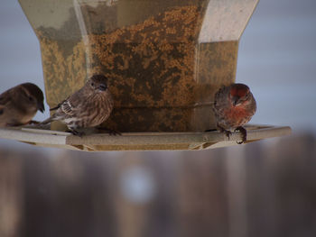 Close-up of birds against blurred background
