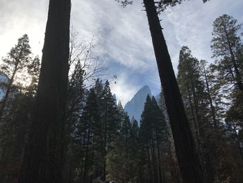 Low angle view of trees in forest against sky