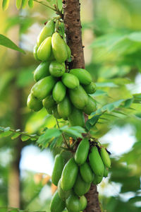 Low angle view of banana tree