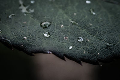 Close-up of raindrops on plant