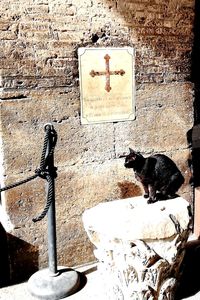 Cat sitting on wall