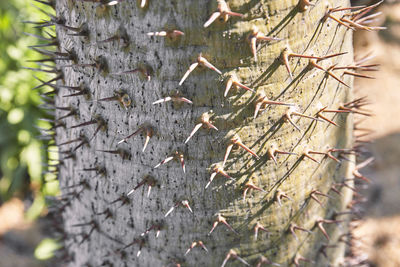 Close-up of caterpillar on plant