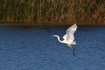 View of a bird flying over lake