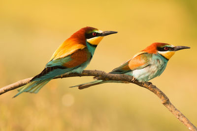 Close-up of bird perching on branch