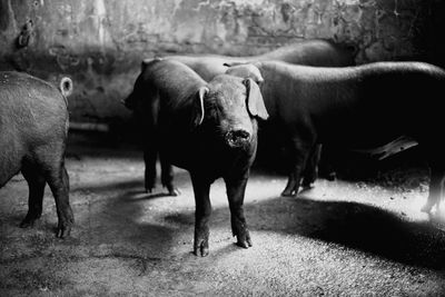 Cows standing in a farm