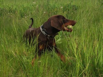 Dog on field