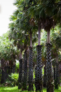 Close-up of coconut palm tree