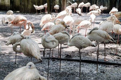 Flamingoes perching at lake