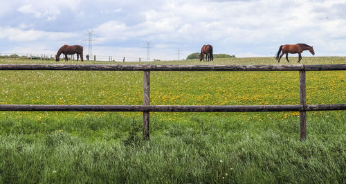 Horses grazing in field