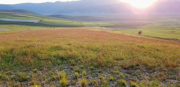 Scenic view of field against sky