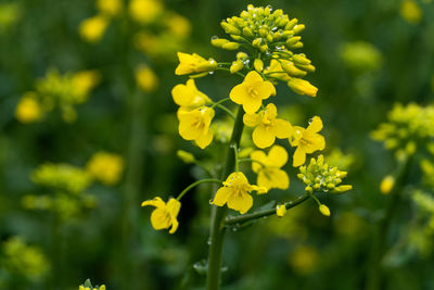 Close-up of yellow flowering plant