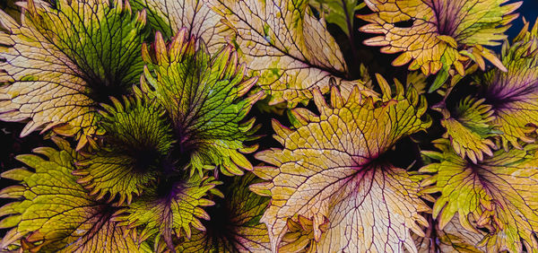 Close-up of leaves